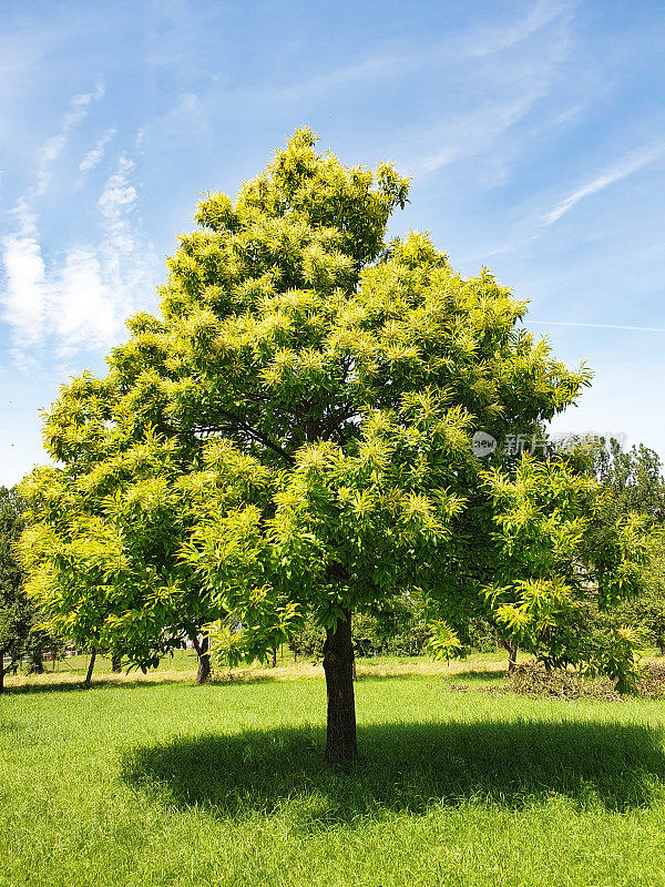 春天盛开的甜栗树(Castanea sativa)